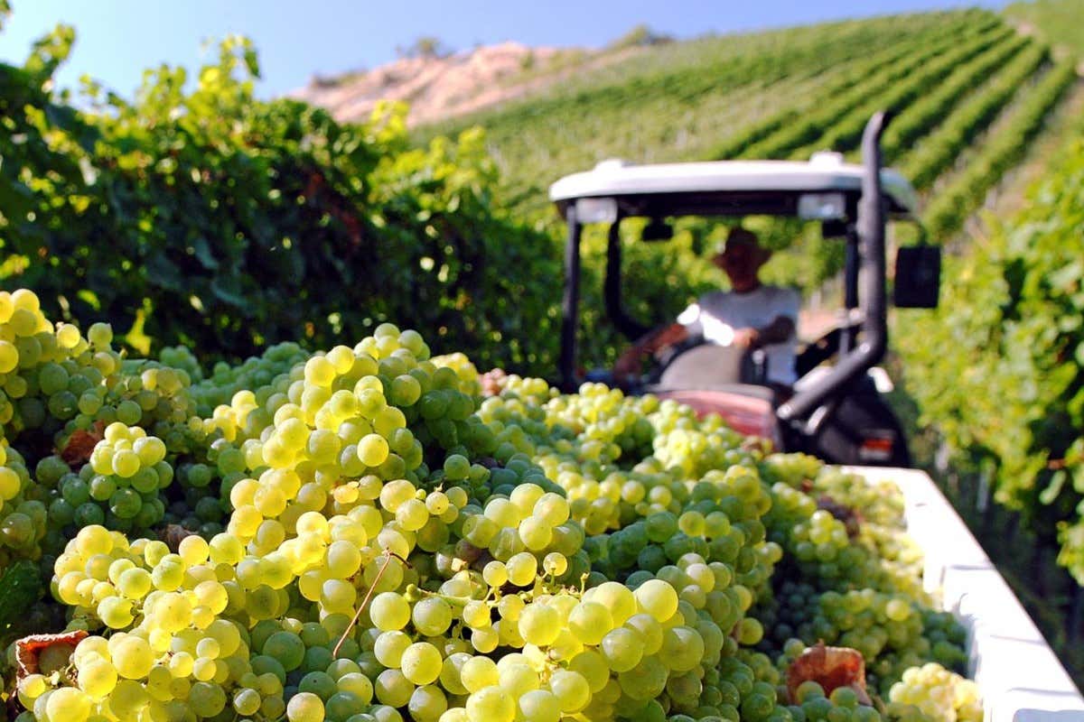 Sì di Bruxelles al Pignoletto: nasce la Dop Emilia-Romagna